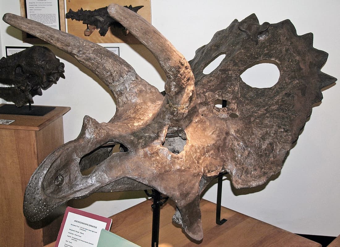 University of Wyoming Geological Museum compare hub