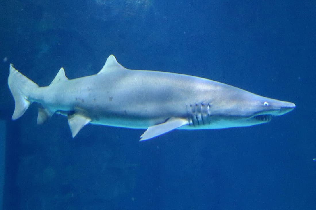 Shark Reef Aquarium compare hub