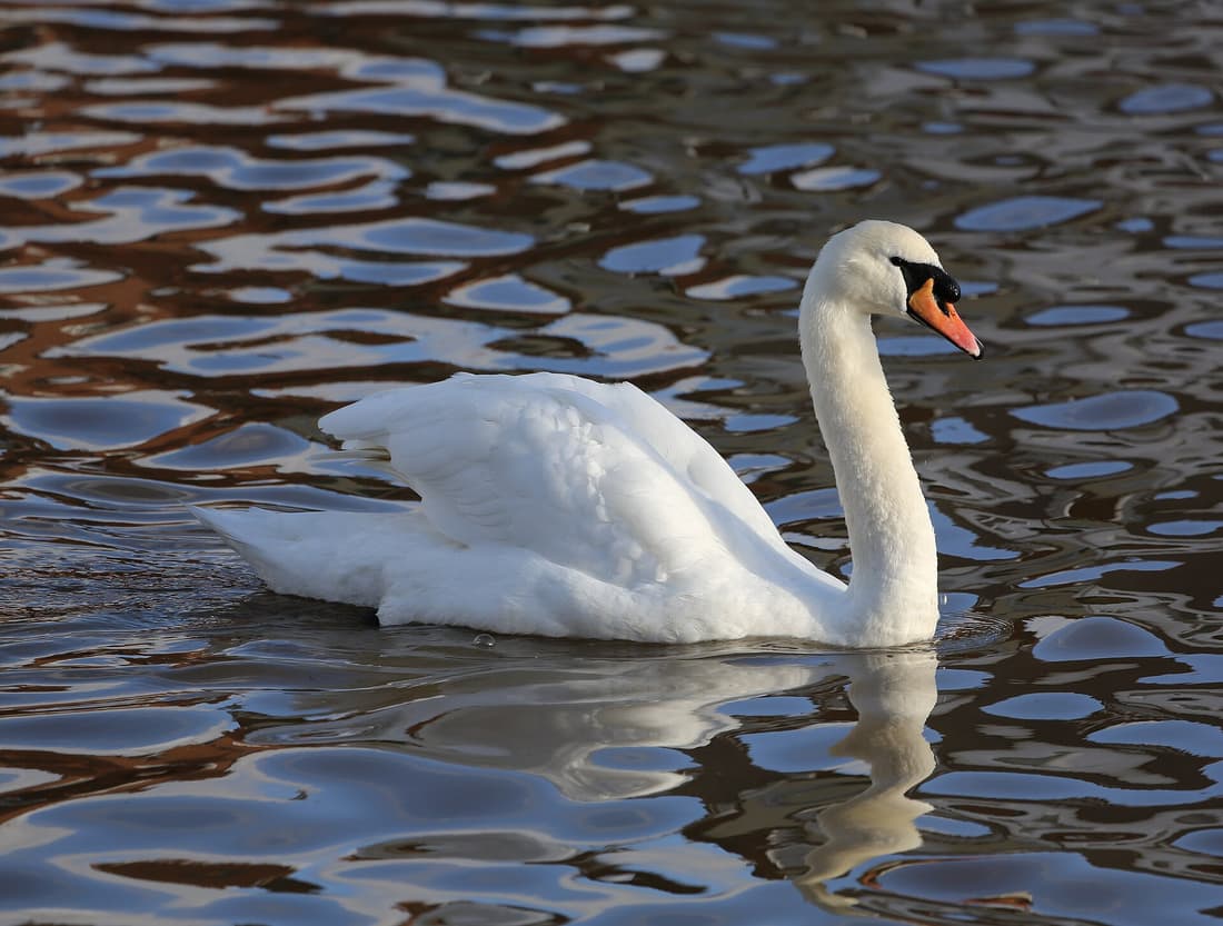 Swan compare hub